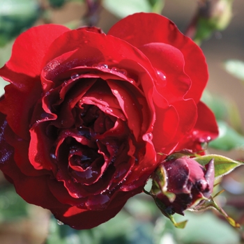 'Lady In Red' Climbing Rose