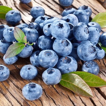 Bluecrop Blueberry