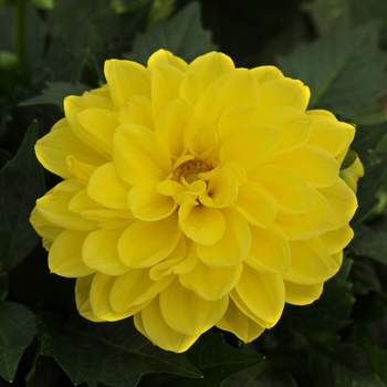 Dahlietta® Dahlia
