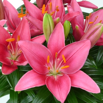 Lily Looks 'Tiny Pearl'