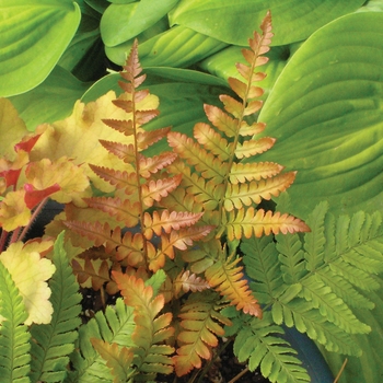Autumn Fern Autumn Fern