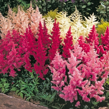 Assorted Astilbe