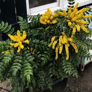 Marvel Mahonia