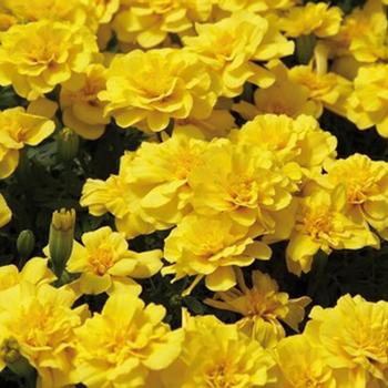 ''Safari Yellow'' French Marigold