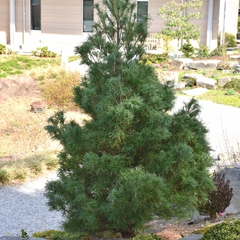 Mini Twists Eastern White Pine