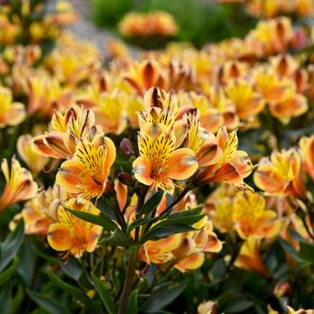 'Summer Breeze' Peruvian Lily
