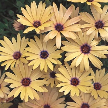 Lemon Symphony African Daisy