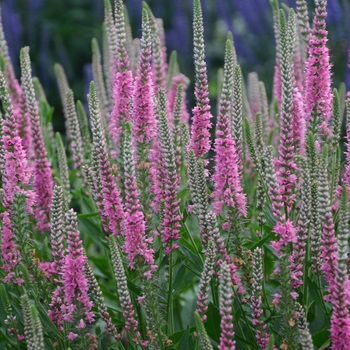 'Perfectly Picasso' Speedwell