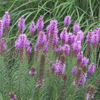 'Floristan Violet' Gayfeather