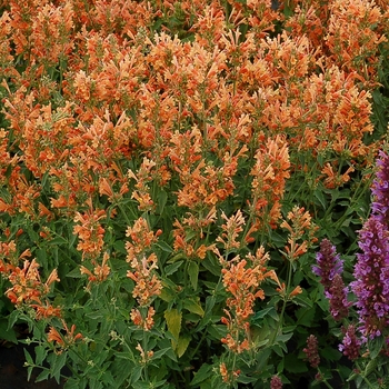 Poquito™ 'Orange'