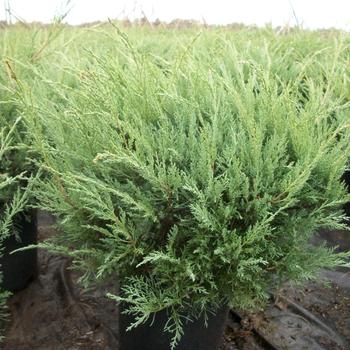 Hetz Blue Juniper