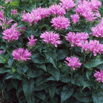 Petite Delight Bee Balm