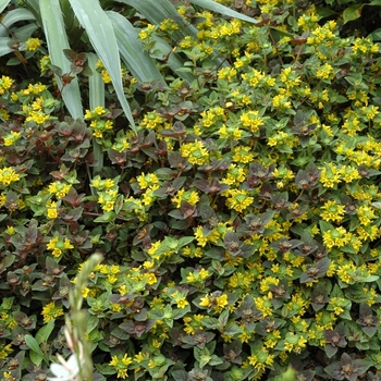 Persian Chocolate Loosestrife
