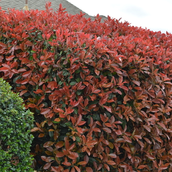 Red Tip Photinia