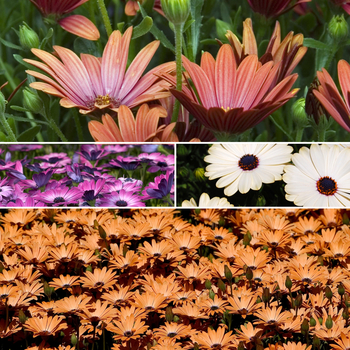 Multiple Varieties Cape Daisy