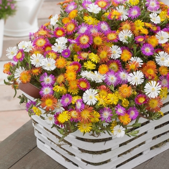 Wheels of Wonder® 'Mix'
