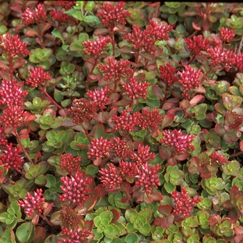 'Fuldaglut (Fulda Glow)' Stonecrop