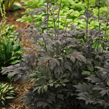 Black Snakeroot
