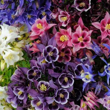 'Winky Double Mix'