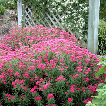 ''Alma Potschke'' Aster-Hardy New England