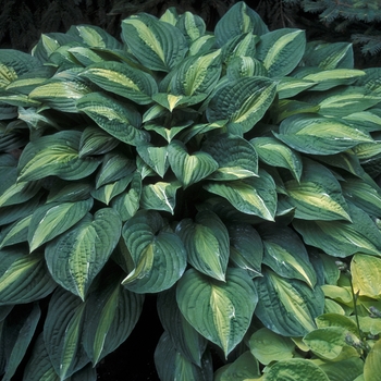 'Striptease' Hosta, Plantain Lily