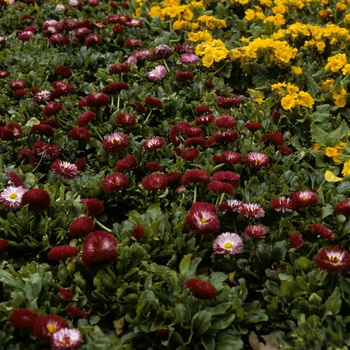 English Daisy
