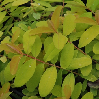 Brigadoon Brigadoon Hypericum