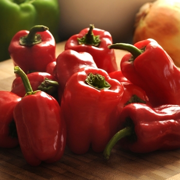 'Cajun Belle' Hot Pepper, Bell Pepper