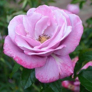'Barbara Streisand' Hybrid Tea Rose