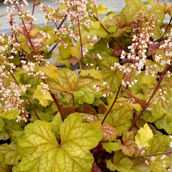 'Champagne' Coral Bells