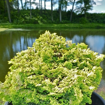 Golden Dwarf Hinoki Falsecypress