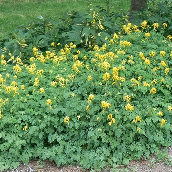 Yellow Corydalis