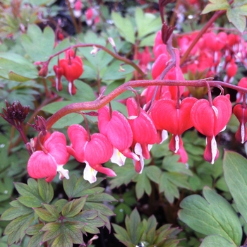 Valentine® Bleeding Heart