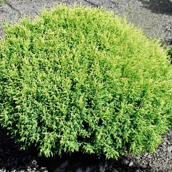 Cream Ball Falsecypress