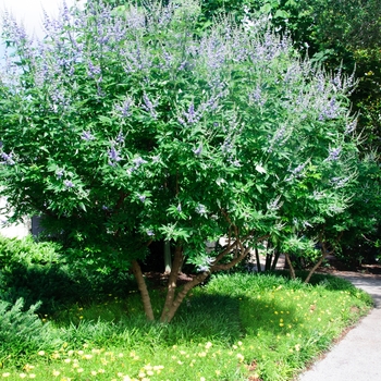 Shoal Creek Chaste Tree