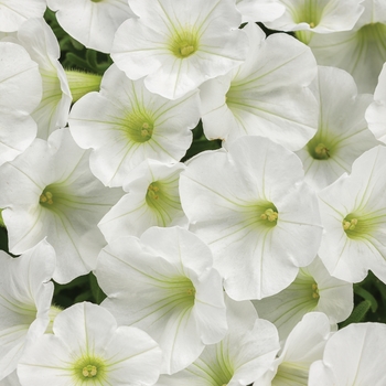 Supertunia® White Charm