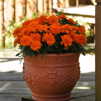 Bonanza Deep Orange