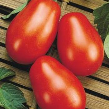 'La Roma' Tomato