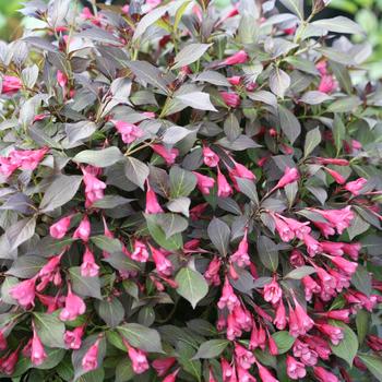 Midnight Wine Shine® Weigela