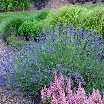 'Phenomenal' Lavender