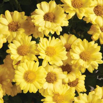 'Sizzling Igloo' Perennial Mum