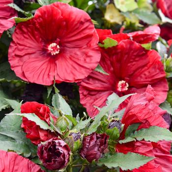 'Blackberry Merlot' Rose Mallow