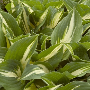 'Night Before Christmas' Hosta, Plantain Lily