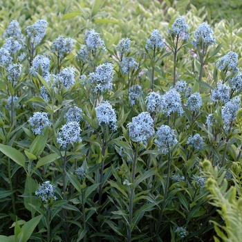 Blue Star Flower