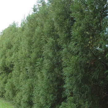 Yoshino Japanese Cryptomeria