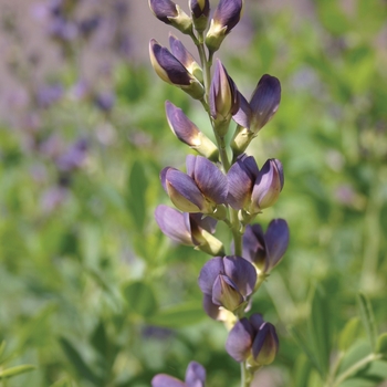 Prairieblues™ 'Twilite'