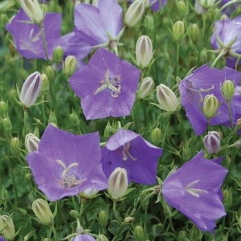'Blue Clips' Carpathian Bellflower