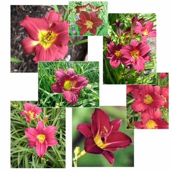 Daylily
