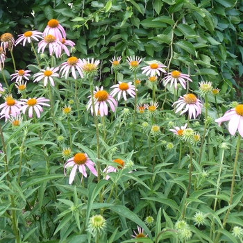 Purple Coneflower