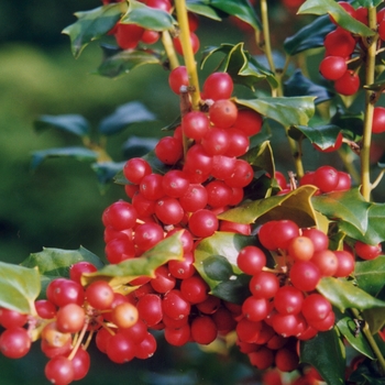 China Girl® Holly China Girl® Holly